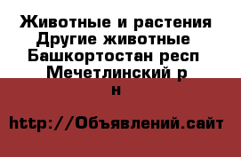 Животные и растения Другие животные. Башкортостан респ.,Мечетлинский р-н